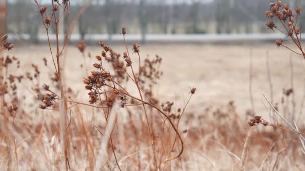 Röda Och Orange Blommor Fältet Gräs Höst Vinrött Nyans Vacker — Stockvideo