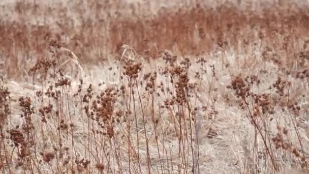 Rode Oranje Bloemen Het Veld Gras Herfst Bordeaux Tint Prachtige — Stockvideo