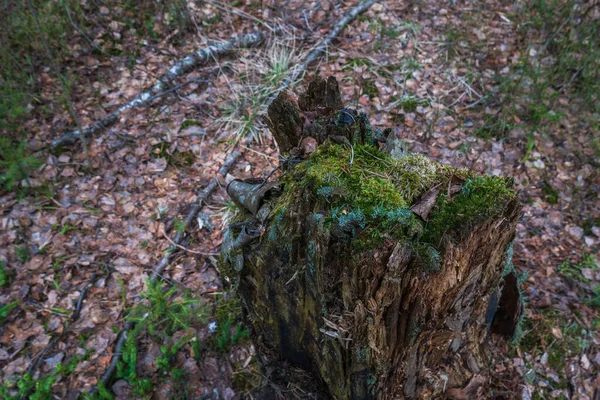 Yaşlı Kütük Uzun Zamandır Ormanın Ortasında Dikiliyordu Ormanda Devrilmiş Bir — Stok fotoğraf