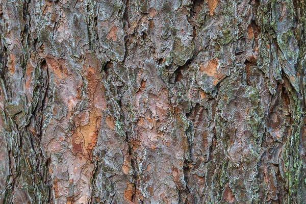 Ağacın kabuğunun mükemmel derin dokusu. — Stok fotoğraf