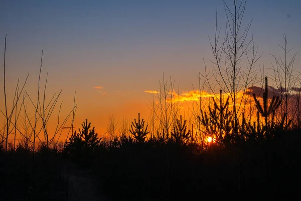 Закат на фоне верхушек деревьев . — стоковое фото