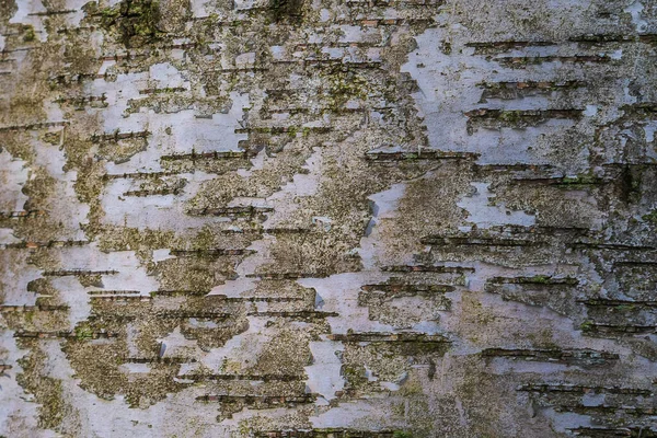 Výborná hluboká textura kůry stromu. — Stock fotografie