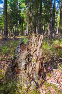 Yaşlı kütük uzun zamandır ormanın ortasında dikiliyordu. Ormanda devrilmiş bir ağaç..