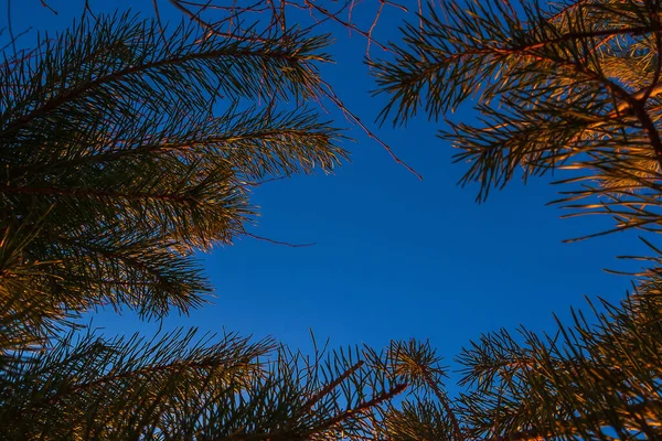 Modrá Obloha Pozadí Kolem Borové Větve Spousta Místa Pro Tvou — Stock fotografie