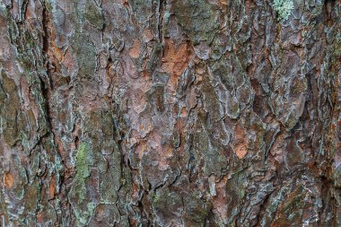 Yaşlı bir ağacın kabuğu. Ağaç kabuğunun mükemmel derin dokusu, ormandaki fotoğraf. Büyük bir ağacın gövdesi..
