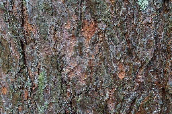 Egy Öreg Ugatása Kiváló Mély Textúra Kérgéből Fotó Erdőből Egy — Stock Fotó