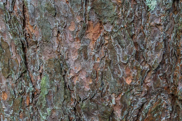 Die Rinde Eines Alten Baumes Hervorragende Tiefe Textur Der Baumrinde — Stockfoto