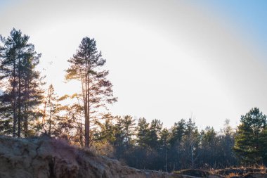 Ormanın başlangıcı ve güzel mavi bulutsuz gökyüzü. Bir ışık ağacının arka planına karşı güzel bir ağaç manzarası. Metin için boşluk var.
