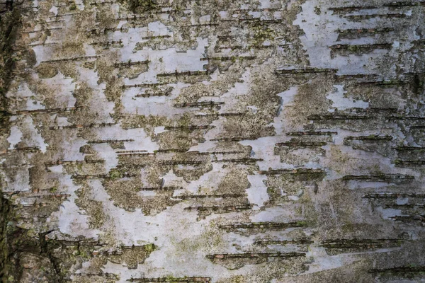 Schors Van Een Oude Boom Uitstekende Diepe Textuur Van Schors — Stockfoto