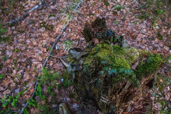 Yaşlı Kütük Uzun Zamandır Ormanın Ortasında Dikiliyordu Ormanda Devrilmiş Bir — Stok fotoğraf