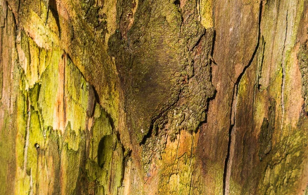 Yaşlı Bir Ağacın Kabuğu Ağaç Kabuğunun Mükemmel Derin Dokusu Ormandaki — Stok fotoğraf