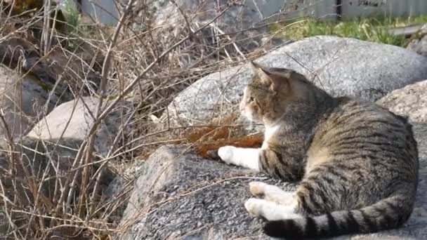 Il gatto domestico si siede su una grande pietra. — Video Stock