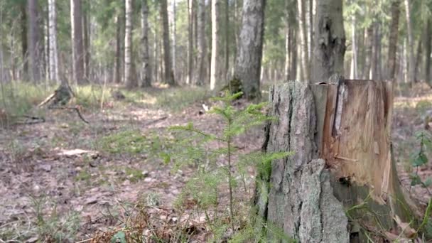 Ein alter Baumstumpf steht im Wald. — Stockvideo