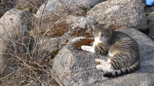 애완 고양이가 커다란 돌 위에 앉아 있다. — 비디오