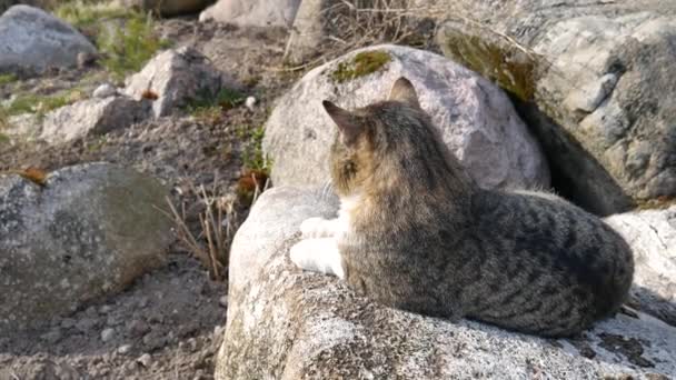 Кот сидит на большом камне . — стоковое видео