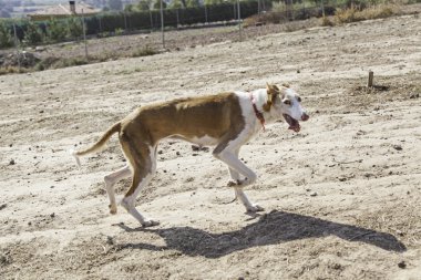 İstismar köpek avcı