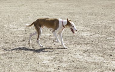 Küçük av köpeği