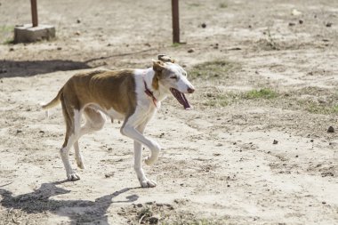 Avcı köpek korkusu