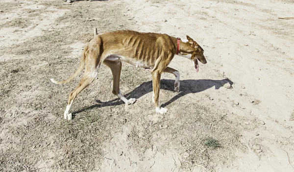 İnce istismar köpek