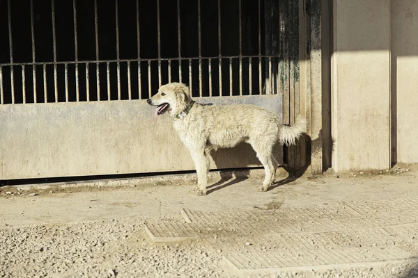 Perro miedo perfil — Foto de Stock