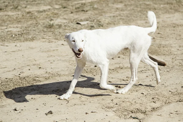 Bílá psí park — Stock fotografie