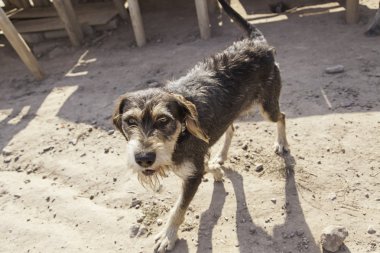 Köpek büyük avcı