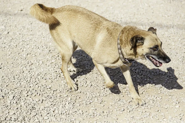 Brauner Hund läuft — Stockfoto