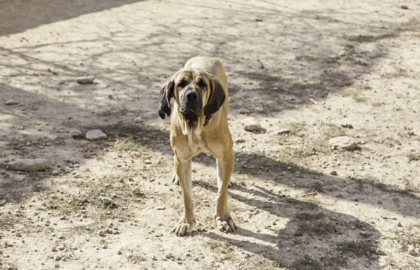 Hound dog looking — Stock Photo, Image