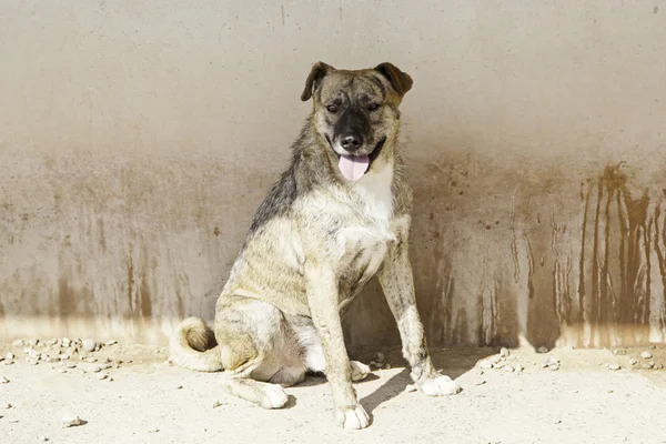 Perrera de perro sentado — Foto de Stock