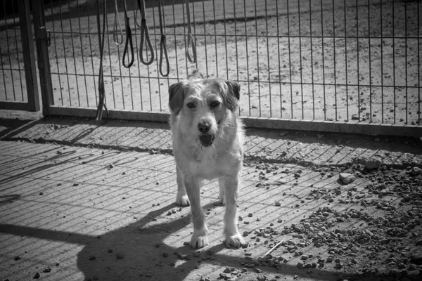 Abandoned dog cage — Stock Photo, Image