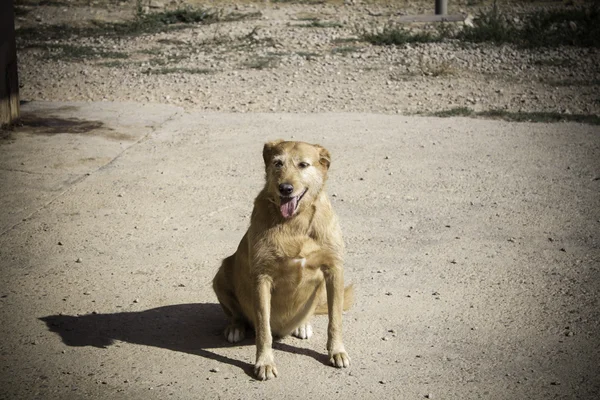 Verlassener einsamer Hund — Stockfoto