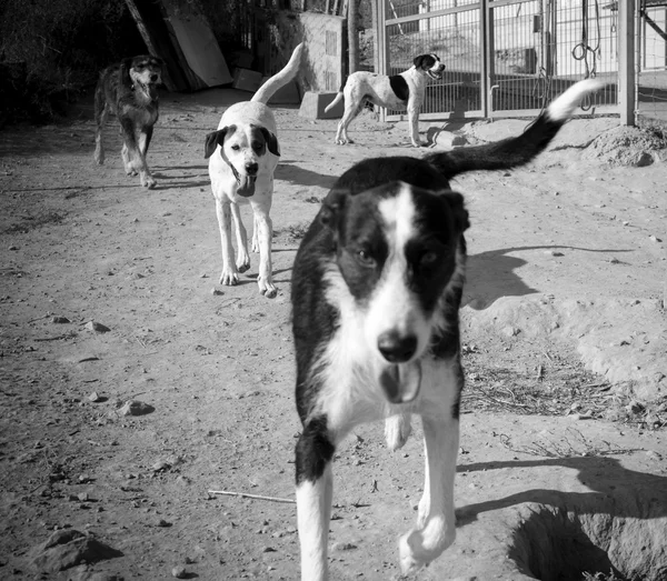 Αγέλη σκύλων εγκαταλειφθεί — Φωτογραφία Αρχείου