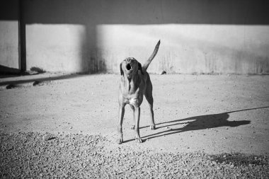 Deli havlayan köpek