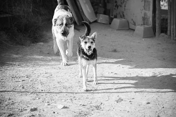 Mascotas perros correr —  Fotos de Stock