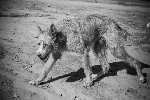 Abbandonare cane solitario — Foto Stock