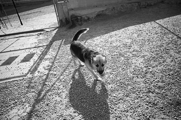 Perro lobo perrera — Foto de Stock