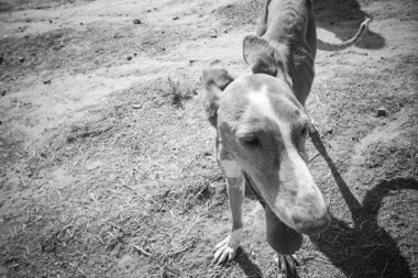 Kötü muamele hasta köpek