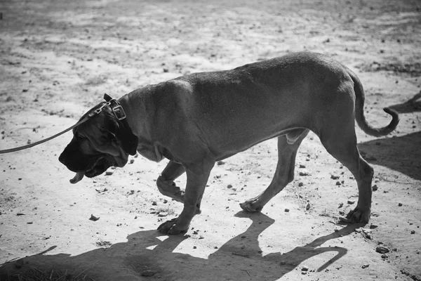 Hound dog ходьба — стокове фото