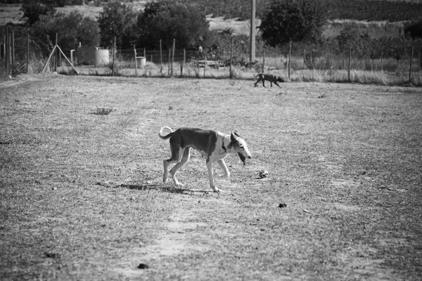 Cani in esecuzione campo — Foto Stock