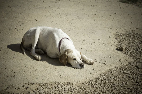 Hunter dog lying — Stock Photo, Image