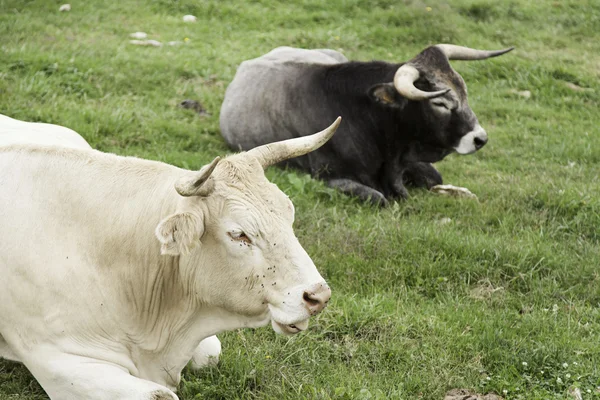 Parque taurino de toros —  Fotos de Stock