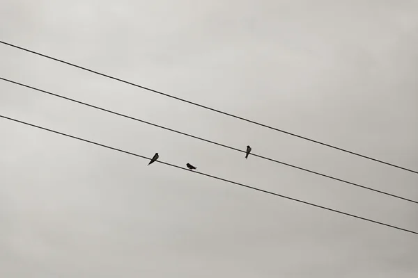 Vögel Stromkabel — Stockfoto