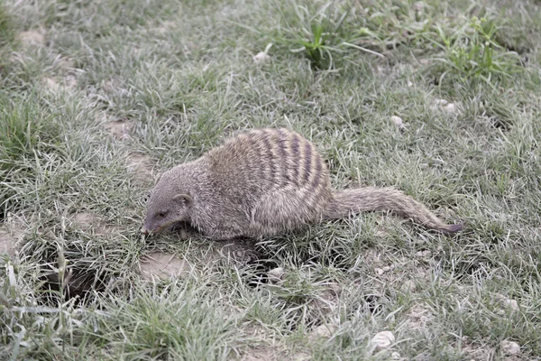 Rodent wild park — Stock Photo, Image