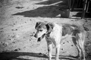 Üzgün yalnız köpek