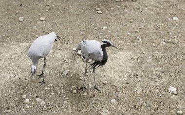 Büyük kuş Hayvanat Bahçesi