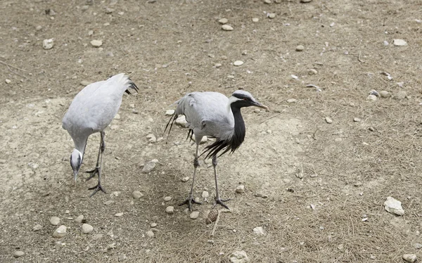 Großvogelzoo — Stockfoto