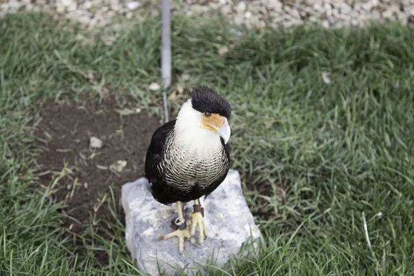 Aquila piccolo parco — Foto Stock