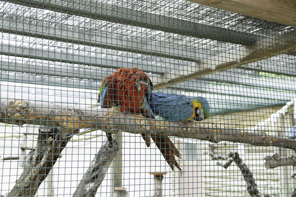 Gaiola de papagaio juntos — Fotografia de Stock