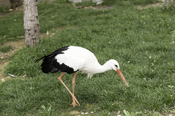 Jardim zoológico grande pássaro — Fotografia de Stock