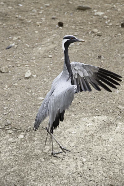 Großvogelzoo — Stockfoto